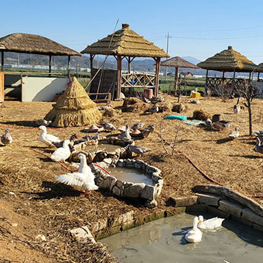 기러기 거위 농장 사진