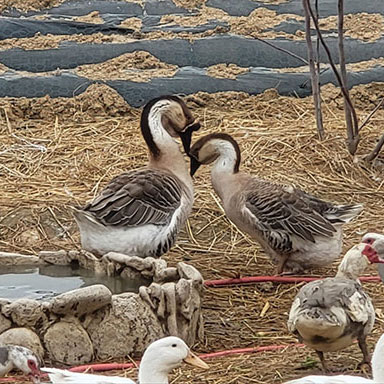 기러기 거위 농장 사진