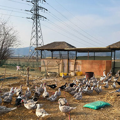 기러기 거위 농장 사진