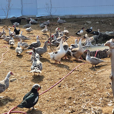 기러기 거위 농장 사진