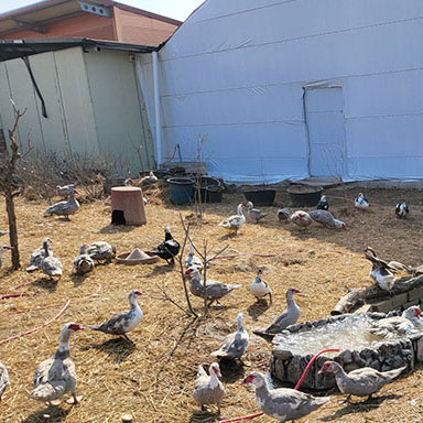 기러기 거위 농장 사진