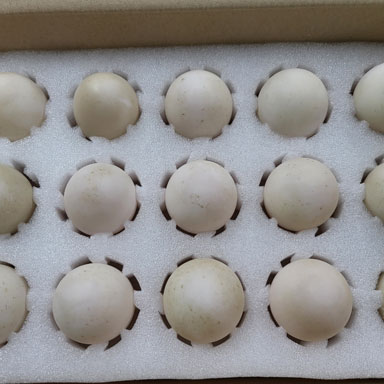 기러기 거위 농장 사진